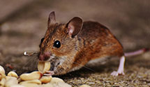 24 Hour & Emergency Exterminators in Summitville, IA